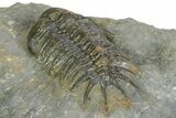 Uncommon Crotalocephalus Trilobite - Morocco #350436-5